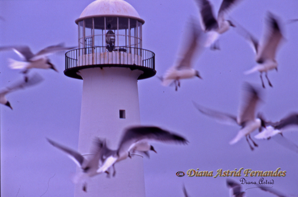 Gulls-and-Lighthouse